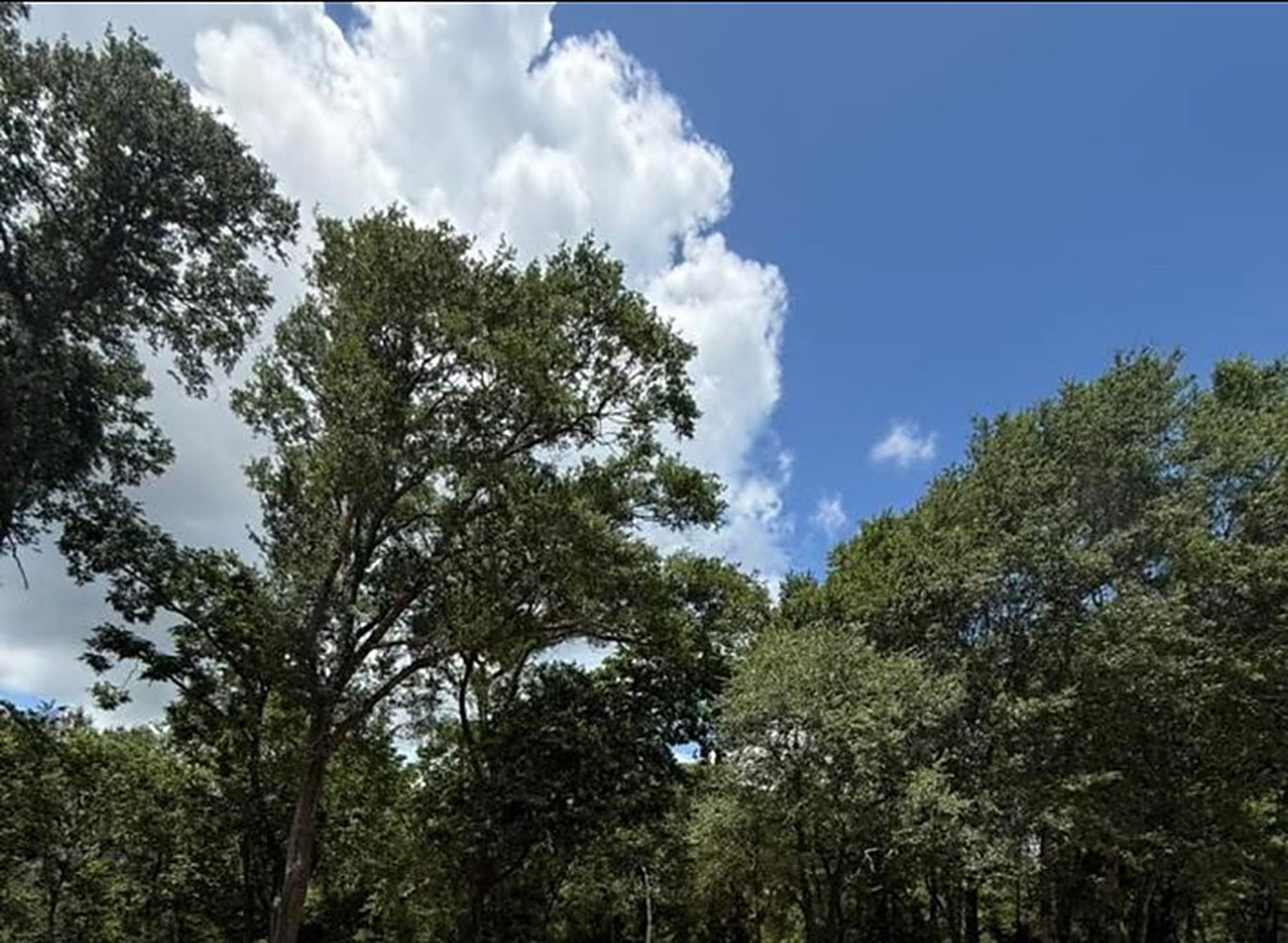 Pine Stand Cleanout — Forestry Mulching project by Prestige Land Services in Southeast Texas