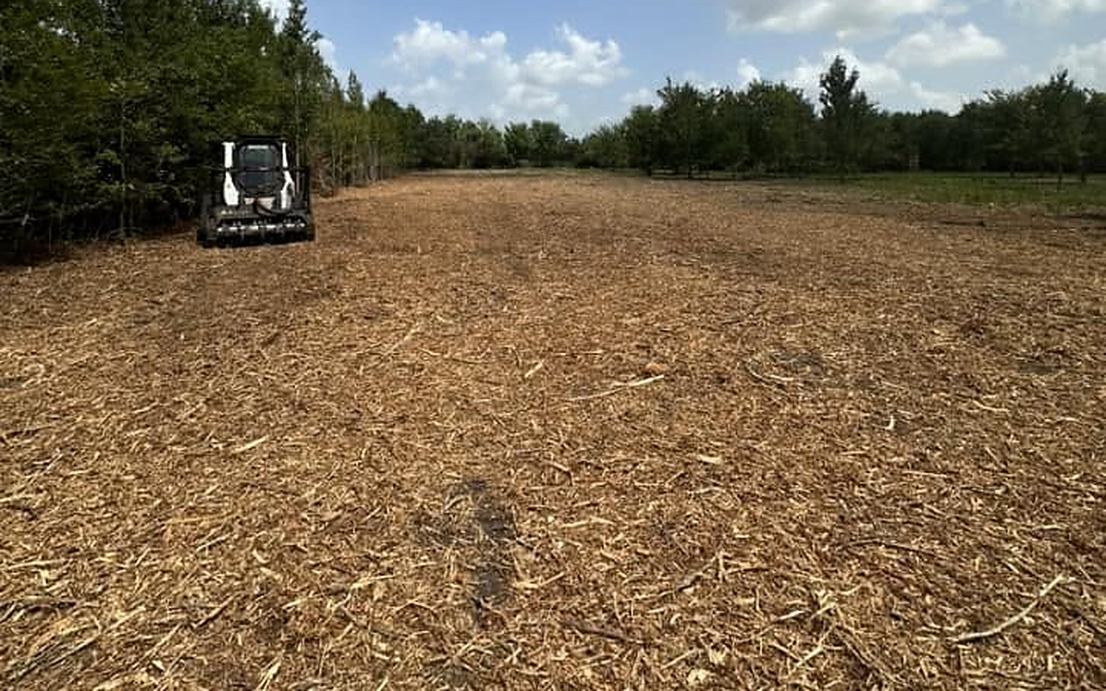Forestry mulcher clearing overgrown acreage near Cat Spring, Texas